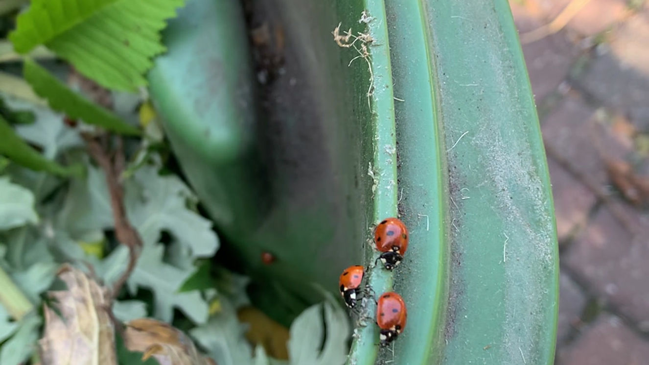 Friendly Ladybug